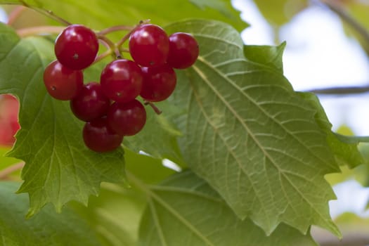 Appetizing bunch of ripe red berries of viburnum against the background of green leaves