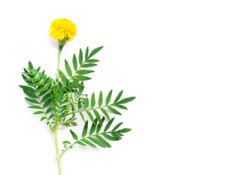 Yellow marigold flower with leaves on white background for decorative concept