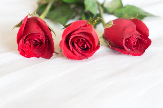 Closeup red rose on white bed background, love and romantic feeling concept