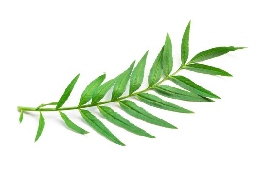 Marigold flower leaves on white background for decorative concept