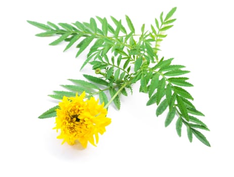 Closeup yellow marigold flower with leaves on white background for decorative concept