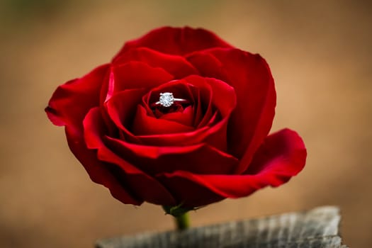 A nice diamond ring put in the center of beautiful blossoming rose.