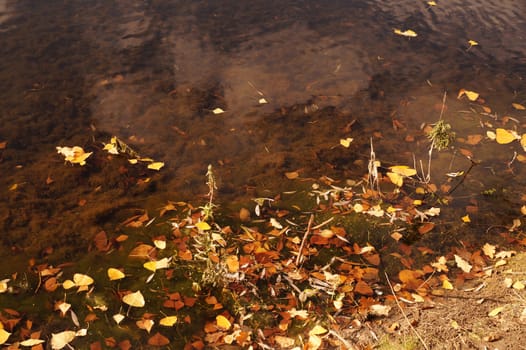 Autumn etude with the fallen-down yellow leaves on a water smooth surface                                