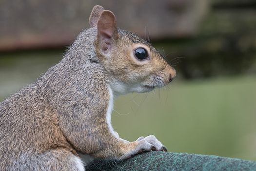 Close up side view profile portrait of a grey squirrel looking to the right