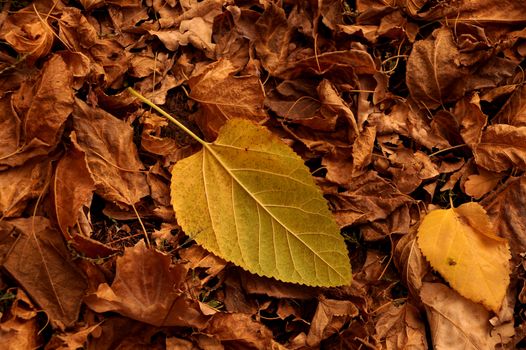 Autumn etude from the fallen-down yellow and brown leaves