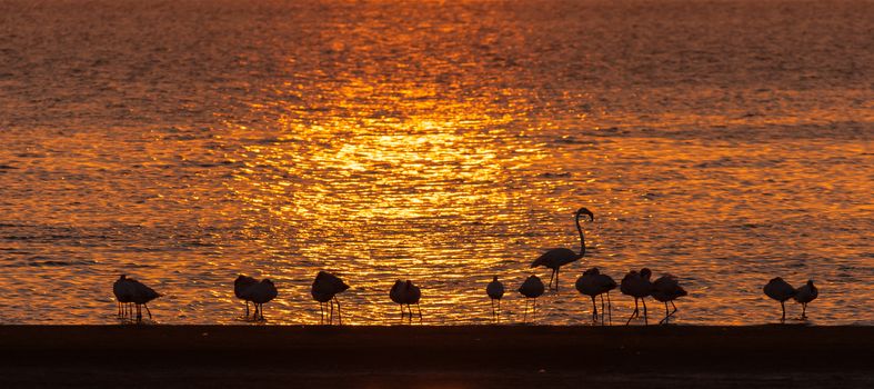 Silhouettes of Greater Flamingos, Phoenicopterus ruber roseus, at sunset in the lagoon at Walvis Bay in the Namib Desert on the Atlantic Coast of Namibia