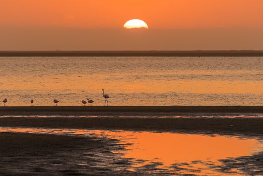 Silhouettes of flamingos at sunset at the lagoon in Walvis Bay on the Atlantic Coast of Namibia