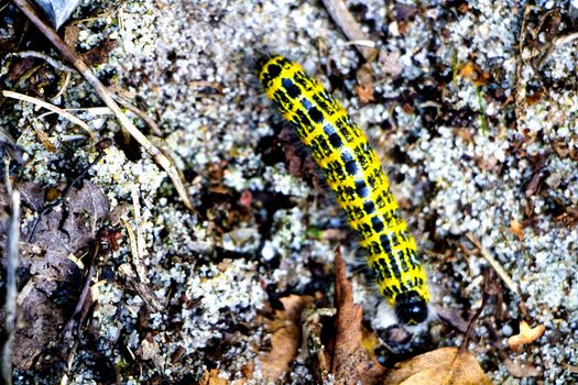 Yellow and black caterpillar on forest floor in autumn.