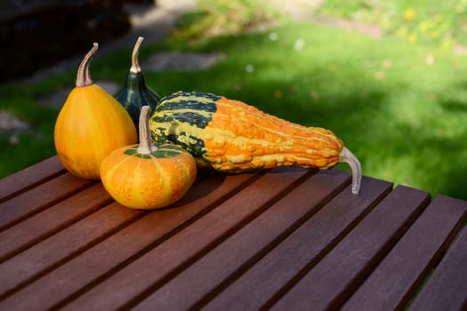 Four assorted smooth and warty ornamental gourds on a wooden garden table, with copy space