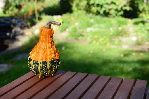 Warty orange and green ornamental gourd standing on wooden table