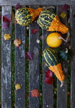 Ornamental gourds with fall leaves on a rustic wooden bench with copy space