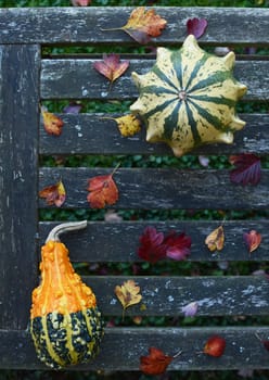 Crown of Thorns and pear-shaped gourds with autumnal leaves on a weathered wooden bench with copy space