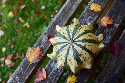 Striped Crown of Thorns ornamental gourd among fall leaves on a rustic wooden garden bench with copy space