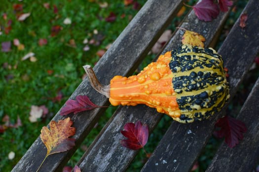 Boldly coloured orange and green warty ornamental gourd on a bench among fallen leaves, with copy space