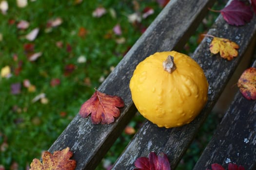 Warty round yellow ornamental gourd on a rustic wooden bench in a fall garden, with copy space