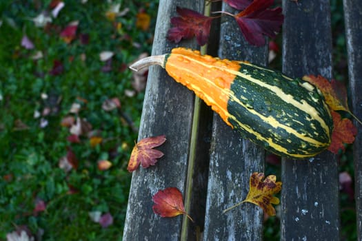 Long, warty orange and green ornamental gourd lies on a weathered garden bench among autumn leaves