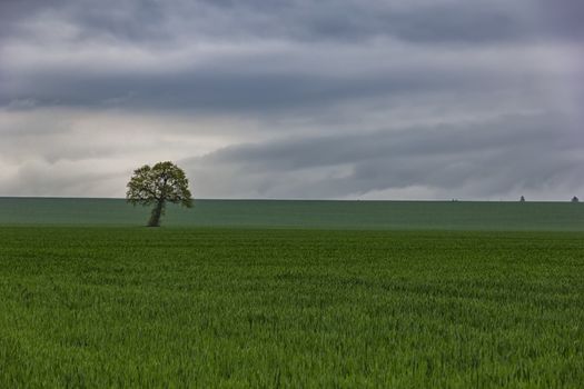 Alone tree on green meadow and cloudy blue sky