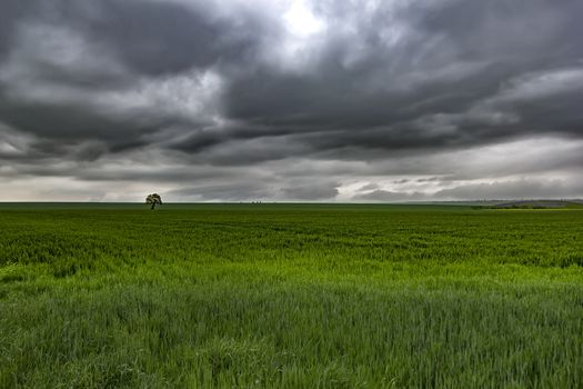 Alone tree on green meadow and cloudy stormy sky