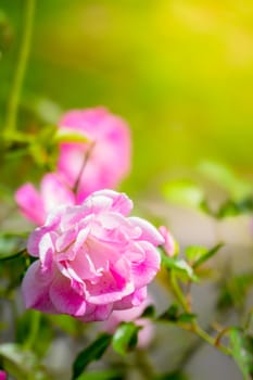 Roses in the garden, Roses are beautiful with a beautiful sunny day.