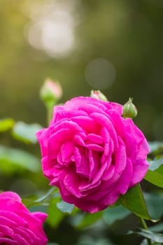 Roses in the garden, Roses are beautiful with a beautiful sunny day.