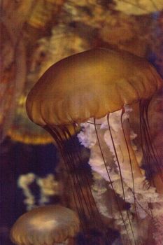 Pacific sea nettle called Chrysaora fuscenscens is seen as far south as Baja California and as far north as British Columbia.