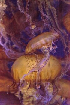 Pacific sea nettle called Chrysaora fuscenscens is seen as far south as Baja California and as far north as British Columbia.