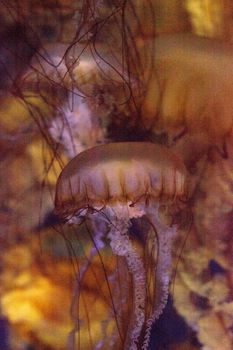 Pacific sea nettle called Chrysaora fuscenscens is seen as far south as Baja California and as far north as British Columbia.