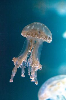 Golden jelly, Phyllorhiza punctata, is also known as the floating bell and the white-spotted jellyfish