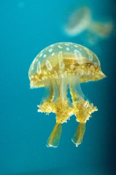 Golden jelly, Phyllorhiza punctata, is also known as the floating bell and the white-spotted jellyfish