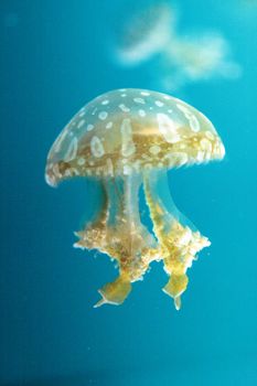 Golden jelly, Phyllorhiza punctata, is also known as the floating bell and the white-spotted jellyfish