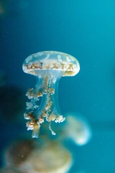 Golden jelly, Phyllorhiza punctata, is also known as the floating bell and the white-spotted jellyfish