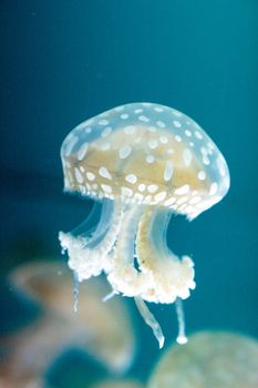 Golden jelly, Phyllorhiza punctata, is also known as the floating bell and the white-spotted jellyfish