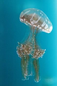Golden jelly, Phyllorhiza punctata, is also known as the floating bell and the white-spotted jellyfish