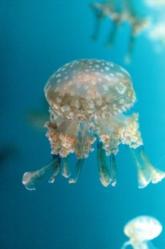 Golden jelly, Phyllorhiza punctata, is also known as the floating bell and the white-spotted jellyfish