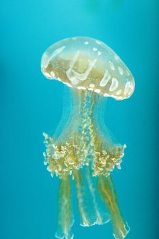 Golden jelly, Phyllorhiza punctata, is also known as the floating bell and the white-spotted jellyfish