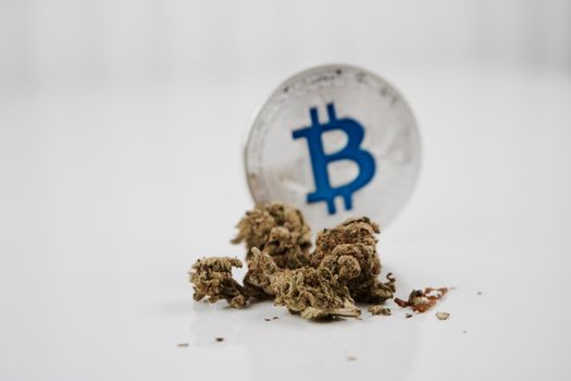 Digital currency physical blue bitcoin coin near green marijuana plants on the white table.