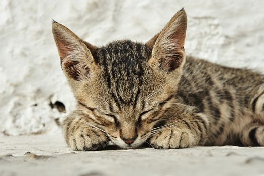 Sleepy, Greek gray cat