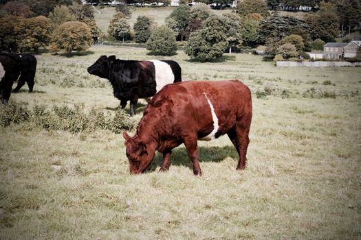 Cows in town centre on Richmond London. Nature in town concept.