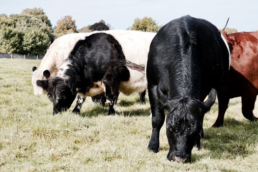 Cows in town centre on Richmond London. Nature in town concept.