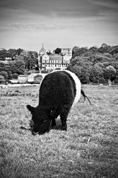 Cows in town centre on Richmond London. Nature in town concept.
