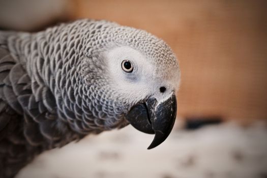 Small home pet. African gre parrot. Natural animal concept.