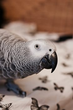 Small home pet. African gre parrot. Natural animal concept.