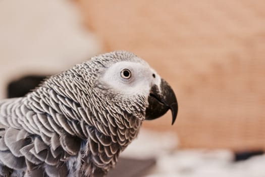 Small home pet. African gre parrot. Natural animal concept.