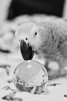 Small home pet. African gre parrot. Natural animal concept.