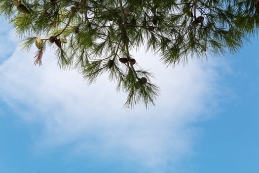 Pine cones on a pine tree, pinus in the garden. Pine branches on the blue sky background