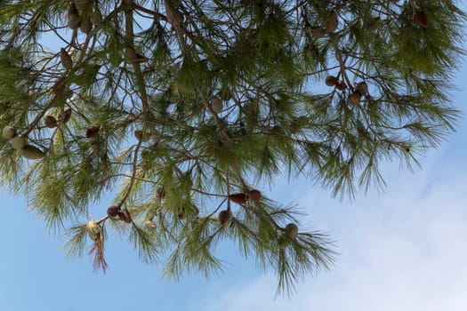 Pine cones on a pine tree, pinus in the garden. Pine branches on the blue sky background