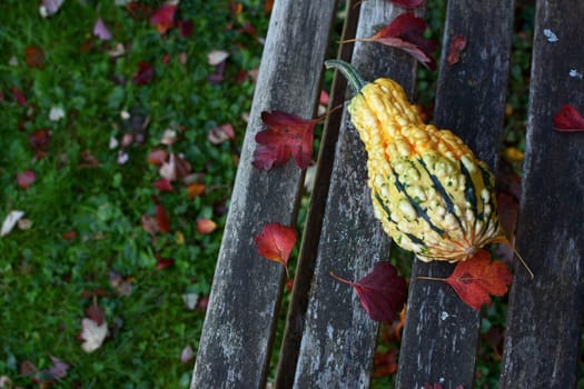 Warty-textured yellow and green ornamental gourd among red fall leaves on a weathered wooden bench, with copy space