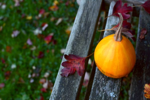 Smooth pear bicolour ornamental gourd on a wooden bench in a fall garden, with copy space