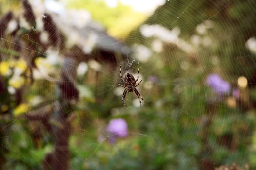 European garden spider sits on a tangled web with trapped flies, in selective focus against a rural garden