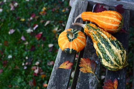 Three ornamental gourds among fall leaves on a wooden garden bench, with copy space